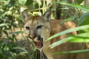 Thomas Marent Photography Drucke: Puma Belize