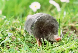 Wildlife Photography Prints Drucke: Mole - foraging on surface Removed grass over face