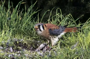 North American Raptors Drucke: Picture No. 10856423