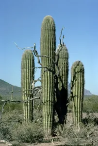 Saguaro Cactus Drucke: Picture No. 10856442