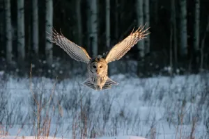 Vogel Drucke: Bild Nr.: 10/85,9425