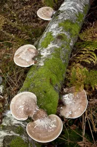 Bild Nr.: 10887174