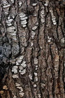 Tree Bark Texture Close Up Drucke: Deodar Cedar - bark