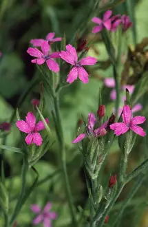 Bob Gibbons Photography Drucke: Deptford Pink