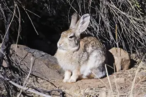 Jim Zipp Photographer Drucke: Desert Cottontail