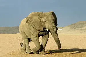 Loxodonta Africana Prints Drucke: Desert Elephant