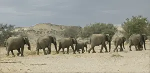 Sahara-Elefant