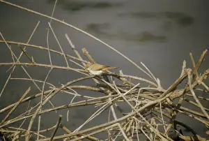 Desert Landscape Photos Drucke: Desert Warbler - resting at the top of a dead tree