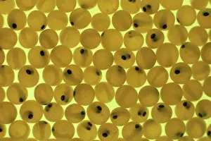 Pat Morris Photography Drucke: Developing Trout Eggs