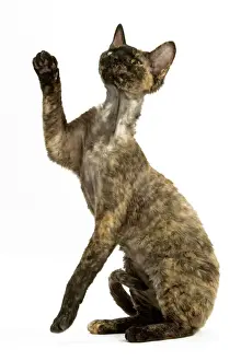 Drucke von LA-3767 Devons Rex Katze - Tortenmelanze Jean Michel Labat Bitte beachten Sie, dass Drucke nur für persönliche Anzeigenzwecke gedacht sind und nicht reproduziert werden dürfen Devon Rex Drucke: Die Deven Rex Katze ist eine Tortenmelanienkatze