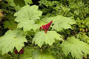 Bilder vom 12. August 2009: Teufelskralle / Teufelsfahne - im Frucht