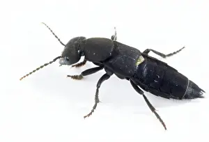 Insect Photography Prints Drucke: Devils Coach-horse