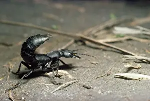 Der Teufelskäfer Käfer