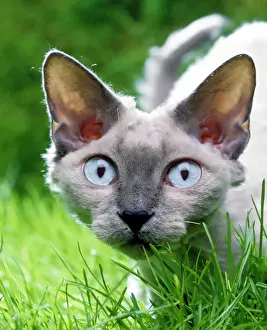 Drucke von LA-1009 Devons Rex Katze im Gras Jean Michel Labat Bitte beachten Sie, dass die Drucke nur für persönliche Anzeigenzwecke gedacht sind und nicht reproduziert werden dürfen Devon Rex Drucke: Devaux Rexus Katze im Gras