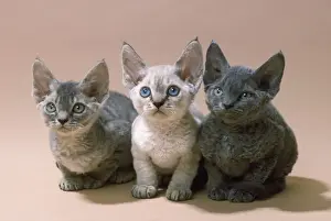 Drucke von JD-5557 Devons Rex Katze - drei Kätzchen von John Daniels Bitte beachten Sie, dass die Drucke nur für persönliche Anzeigenzwecke gedacht sind und nicht reproduziert werden dürfen Devon Rex Drucke: Devaux Rex Katze - drei Kätzchen
