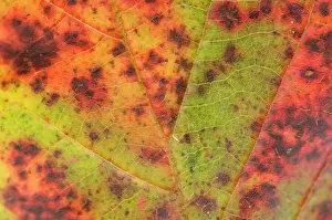 Ardea Wildlife Prints For Sale Drucke: Dewberry Leaf in autumn