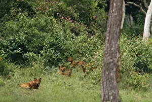 Dholes Hunde - im Versteck liegen und als Pack jagen