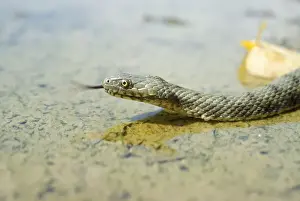 European Snake Species Drucke: Dice Snake