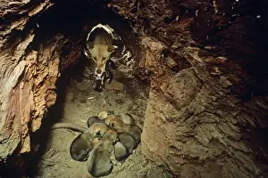 Australian Wildlife Prints Drucke: Dingo - with cubs in den
