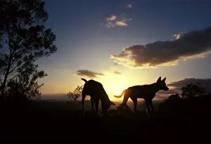 Sunset Animal Photography Drucke: Dingo - silhouette of pair against setting sun