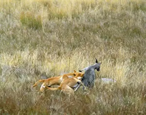 Drucke von JPF-169250 Dingokäfer - 2x angreifend Känguru Jean Paul Ferrero Bitte beachten Sie, dass die Drucke nur für persönliche Anzeigezwecke gedacht sind und nicht reproduziert werden dürfen Dingo Drucke: Känguru - 2x angreifend Dingo