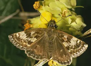 Skipper Butterfly Species Drucke: Dingy Skipper Butterfly