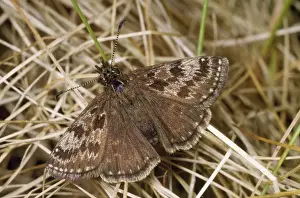 European Skipper Butterflies Drucke: Dinky Skipper Butterfly