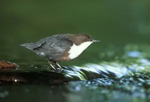 Dipper Bird Drucke: Dipper
