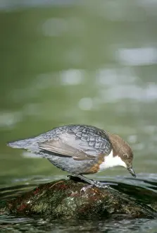 John Daniels Photography Prints Drucke: Dipper - feeding