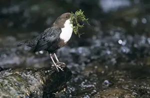 Bird Photography Prints Drucke: Dipper - transporting nest material