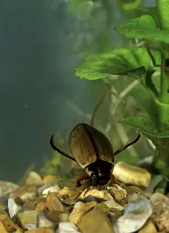 Brian Bevan Photography Drucke: Diving Beetle on bottom of tank