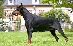 Dog Portrait Art Drucke: Doberman