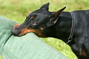 Jean Michel Labat Photos Drucke: Doberman - biting on toy