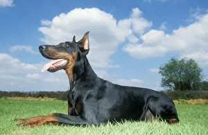 Johan De Meester Art Drucke: Doberman Dog