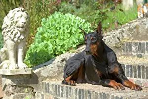 Jean Michel Labat Photography Drucke: Doberman - lying on steps