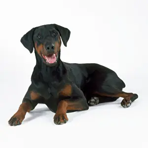 Drucke von JD-17151 Hunde - Deutscher Dogge liegend Hans-Joachim Daniels Bitte beachten Sie, dass Drucke nur für persönliche Anzeigezwecke gedacht sind und nicht reproduziert werden dürfen Bilder Datiert 2007 Oktober: Deutscher Pinscher