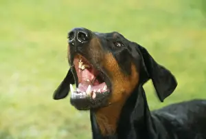 Drucke von JD-17521 Dobermann/Dobermanpinscher Hund - aggressiv John Daniels Bitte beachten Sie, dass Drucke nur für persönliche Anzeigezwecke gedacht sind und nicht reproduziert werden dürfen Bilder Datiert 2006 August: Deutscher Dobermannhund - aggressiv