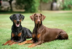 Domestic Dog Breeds Drucke: Dobermann Dogs