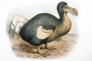 Dodo Bird Drucke: Dodo - extinct bird