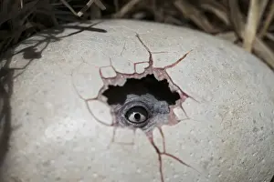 Dodo - Ei aus dem Nest herausgebracht, Augen des Kuckucks schaute raus