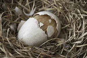 Extinct Bird Species Drucke: Dodo - hatchling cracks eggshell in half