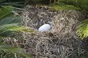 Drucke von JH-64 Dodo - Nest mit Ei Raphus cucullatus von John Holmes Verbündete Drucke: Dodo - Nest mit Ei