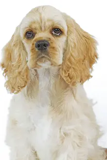 Drucke von LA-5503 Hund - amerikanischer Cockerspaniell Jean-Michel Labat Bitte beachten Sie, dass Drucke nur für persönliche Anzeigezwecke gedacht sind und irgendeine Form der Wiedergabe nicht erlaubt ist Spaniel Cocker Drucke: American Cocker-Spanielschaf