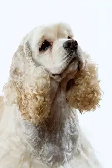 Drucke von LA-2660 Hund - amerikanischer Cockerspaniell Jean Michel Labat Beachten Sie, dass Drucke nur für persönliche Anzeigezwecke gedacht sind und nicht reproduziert werden dürfen Spaniel Cocker Drucke: Deutscher Waterhund - Amerikanischer Kockerspanieler