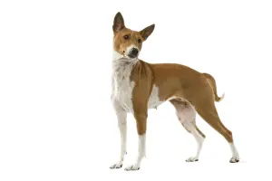 Jean Michel Labat Photographer Drucke: Dog - Basenji