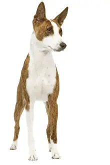 Hund - Basenji