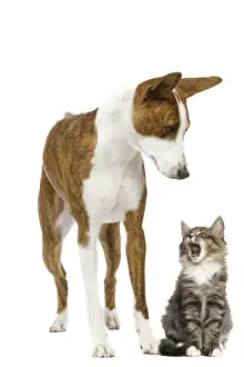 Hund - In Studio mit Katze als Basenji basiert