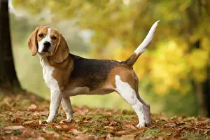 Drucke von LA-5198 Hund - Dachshund Jean-Michel Labat Bitte beachten Sie, dass Drucke nur für persönliche Anzeigezwecke gedacht sind und nicht reproduziert werden dürfen Beagle Drucke: Hund - Blauenzügelhund