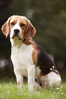 Drucke von LA-1644 Hundebeutel - Blau/Beagleschwarz Jean-Michel Labat Bitte beachten Sie, dass Drucke nur für persönliche Anzeigezwecke gedacht sind und nicht reproduziert werden dürfen Beagle Drucke: Hund - Blaufuchsbeagle