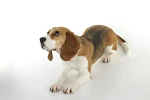 Beagle Dog Breeds Drucke: Dog - Beagle - lying down